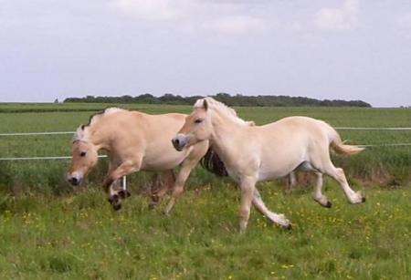 samson de capsil et jade